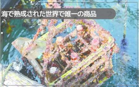 【コーヒー豆】海で熟成させた海中熟成珈琲 希少 限定 コーヒー豆