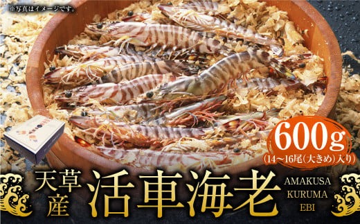 【配送指定日必須】天草産活車海老 600g 大（2L） 14～16尾 活き車海老 車海老 車エビ 活き海老 活きエビ えび 海老 エビ 新鮮 魚介 【発送期間2025年11月25日から2026年3月31日】