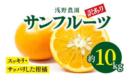 【先行予約】【訳あり】浅野農園のサンフルーツ 10kg｜柑橘 みかん ミカン フルーツ 果物 愛媛 ※2025年3月下旬頃より順次発送予定 ※離島への配送不可