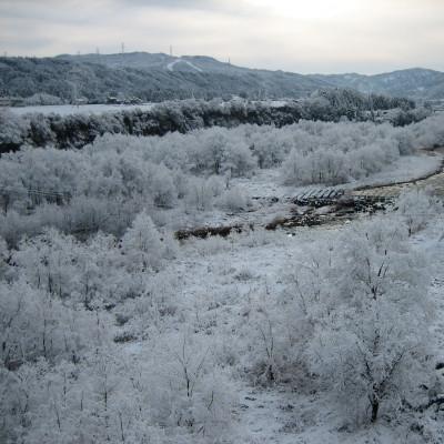 ふるさと納税 十日町市 【令和7年産】魚沼産ゆうだい21(精米)5kg |  | 03