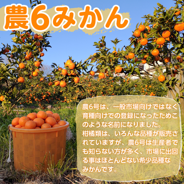 i585 ＜2026年3月下旬～6月中旬の間に発送予定＞農6みかん(約5kg) 果物 フルーツ 柑橘 国産 鹿児島県産 みかん 蜜柑 【江崎果樹園】