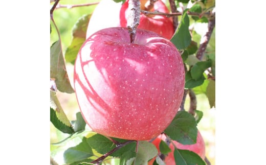 りんご【長野県産】サンふじ！(約3kg)秀品 ＜2026年11月下旬から順次発送予定＞ 信州 南信州 高森町 産地直送 果物 くだもの 旬のりんご 山下屋荘介