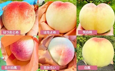 19種類の桃を育てる！ モモナピーチファームの桃 1.5kg（5～7玉） 【2025年6月上旬から10月下旬迄発送予定】 ／ 桃 もも モモ ピーチ 白桃 はくとう 清水白桃 白鳳 恋みらい 旬の桃 