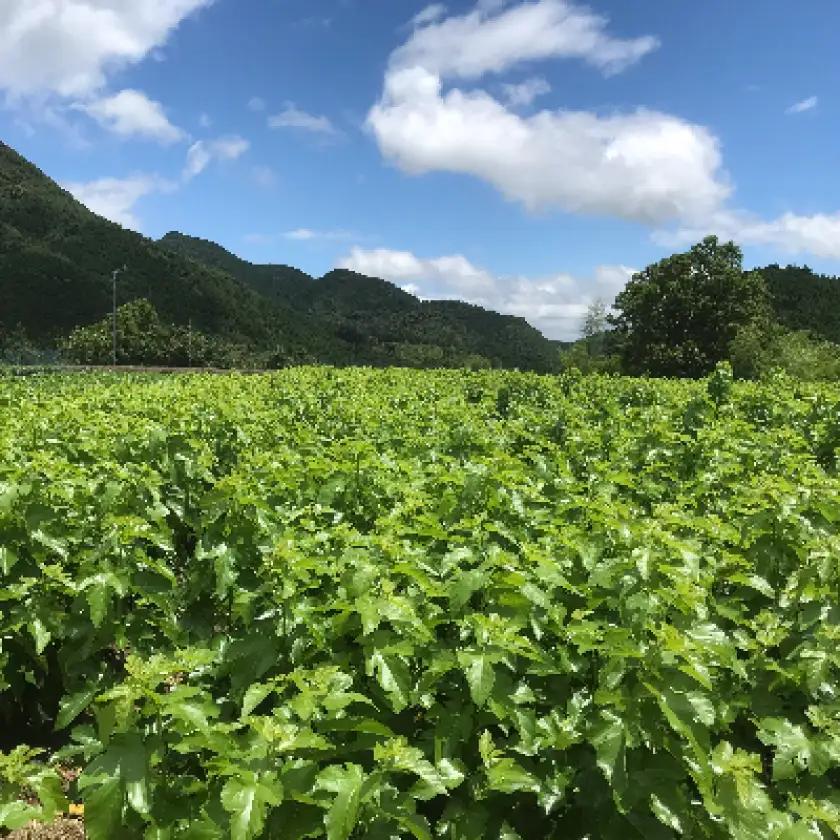 熊本県美里町産　有機栽培認証　桑の葉茶(1gパウダー×30P)2個_飲料・ドリンク 茶  _【1219574】