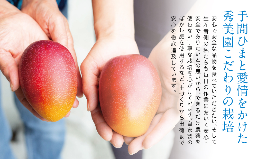 【7月上旬頃出荷開始】鹿児島県産 完熟アップルマンゴー 約1kg（2～3玉）贈答品用 ギフト 果物 フルーツ 国産 鹿児島県南さつま市産 有限会社秀美園