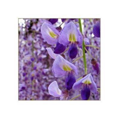 ふるさと納税 岩手県 藤原 黄金蜂蜜「藤」　550g |  | 01