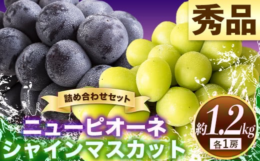 
            57. 【先行予約】 秀品 ニューピオーネ シャインマスカット 詰め合わせ 約1.2kg 2房《9月中旬～11月上旬頃に出荷予定(土日祝除く)》 st-p
          