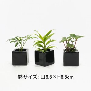 リトルフィット黒角3個セット【オススメの観葉植物でお届け】【1504078】