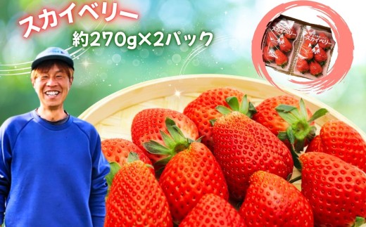 スカイベリー 約540g(270g×2パック) | 赤  大粒 上品 華やか 苺 strawberry ストロベリー おいしい 甘い ジューシー 贈答用 プレゼント ご褒美 スイーツ おやつ 高評価 人気 レビュー 栃木県 真岡市 日本一 送料無料