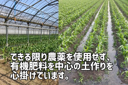 〈予約受付〉2025年産 善通寺市産 スイートコーン 2.5kg（鮮度保持袋入り）　【2025年６月頃から発送開始予定のお品です】