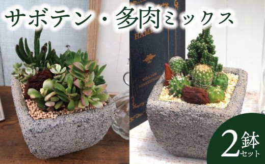 サボテン 多肉 ミックス セメントポット 2鉢 セット 植物 インテリア 観葉植物 京都府 京都 久御山町 久御山 デルムンド
