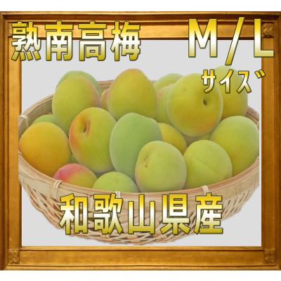 ふるさと納税 高野町 2026/6月より発送【梅干し・梅酒用】紀州和歌山の熟南高生梅　MorL-10kg