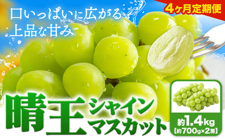 【4ヶ月定期便】ぶどう シャインマスカット 晴王 1.4kg 2房 マスカット岡山《7月上旬-10月末頃出荷》岡山県 浅口市 送料無料 フルーツ 果物 マスカット お取り寄せフルーツ【配送不可地域あり】（北海道・沖縄・離島）