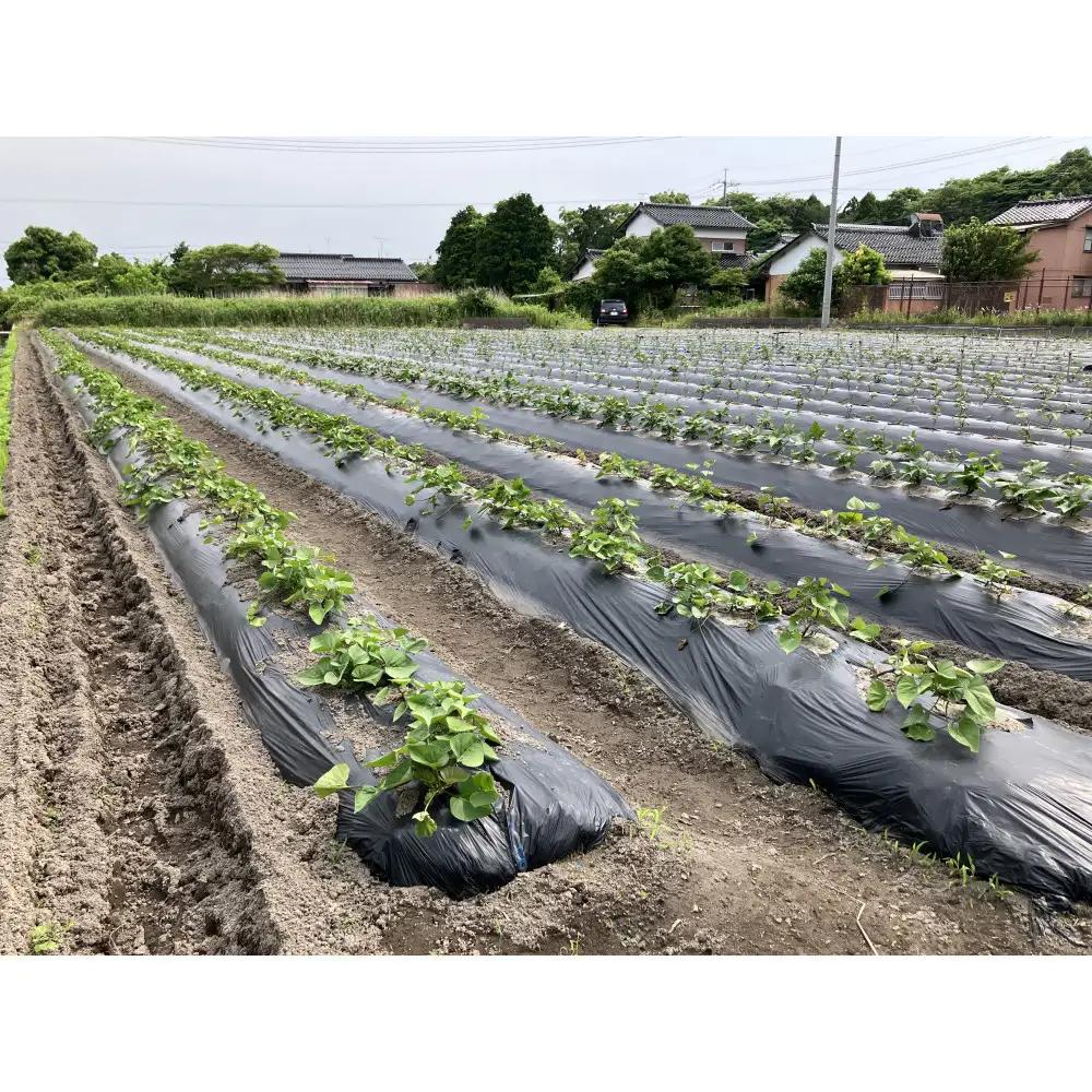 ＜数量限定＞浜の干し芋・芋けんぴセット(計5袋)