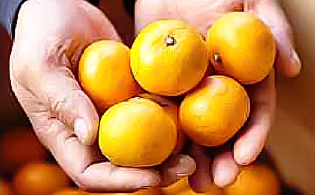 長崎県産 晩生温州みかん 3S～Sサイズ 5kg 小みかん ／ 果物 フルーツ 柑橘 蜜柑 ミカン 温州みかん 晩生 青島 大津 国産 大将農園 長崎県 長崎市 【2026年1月上旬～2月下旬迄発送予