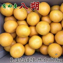 【ふるさと納税】【手選果】有田産の八朔10kg（Lまたは2Lサイズいずれかお届け）★2025年1月下旬頃より順次発送【TM112】 | 八朔 はっさく 手選果 10kg サイズおまかせ 有田 産地直送 柑橘 かんきつ 果物 くだもの 和歌山県産 由良町