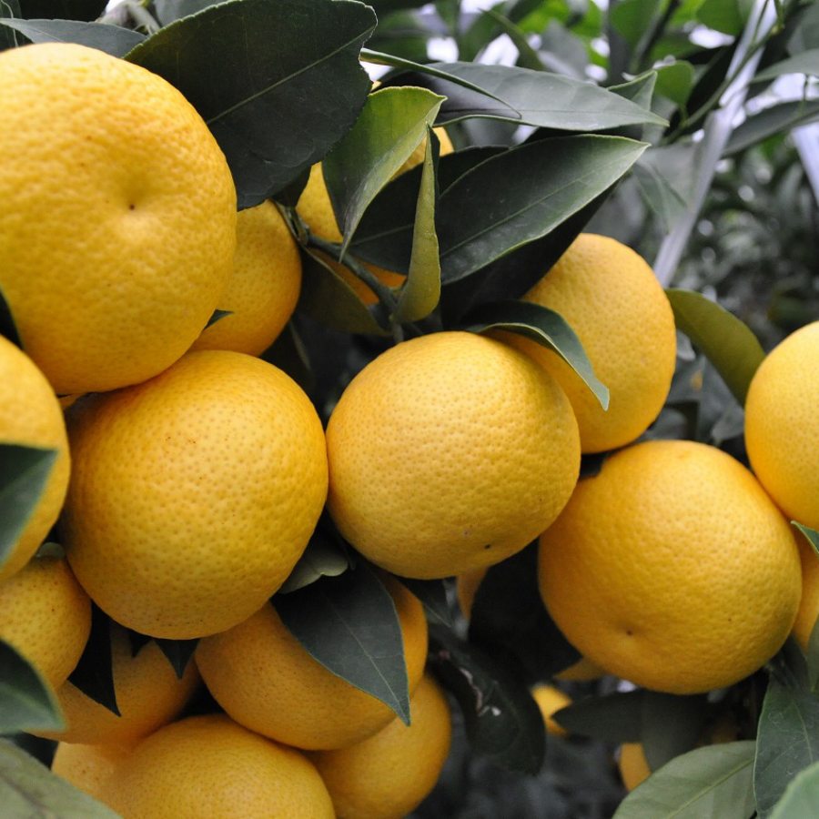 ハウス湘南ゴールド