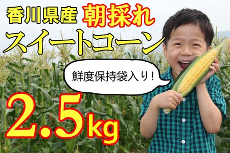 【先行予約受付開始！】2026年産　善通寺市産 スイートコーン 2.5kg（鮮度保持袋入り）