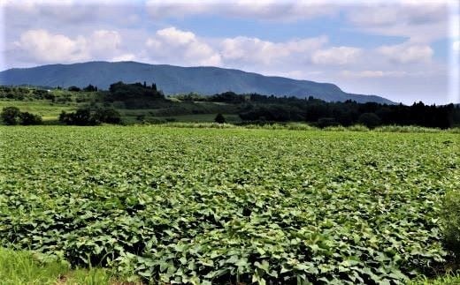 のどかな自然の中で栽培されるさつま芋