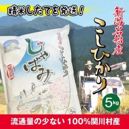 【毎月定期便】関川村産コシヒカリ精米5kg 丁寧に育てた贅沢米 [山口ファーム]全6回【4091713】