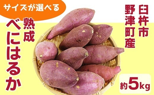 
                  《先行予約》【サイズが選べる】 臼杵市野津町産 さつまいも べにはるか 5kg　12月より順次発送
                