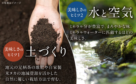 【先行予約】ゴールドラッシュ とうもろこし10本【遠藤ファーム】 トウモロコシ [BDAF004]