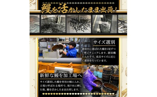 ＜尾数が選べる！＞無投薬！鹿児島県産うなぎ蒲焼セット＜定番＞(計240g以上・ 約120g×2尾) タレ・山椒付き 鰻 ウナギ 国産【西日本養鰻】A730-v02 【2尾】計240g以上