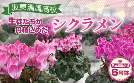 【期間限定】坂東清風高校の生徒が丹精込めて育てたシクラメン6号鉢 ／ お花 鉢植え 茨城県 No.184