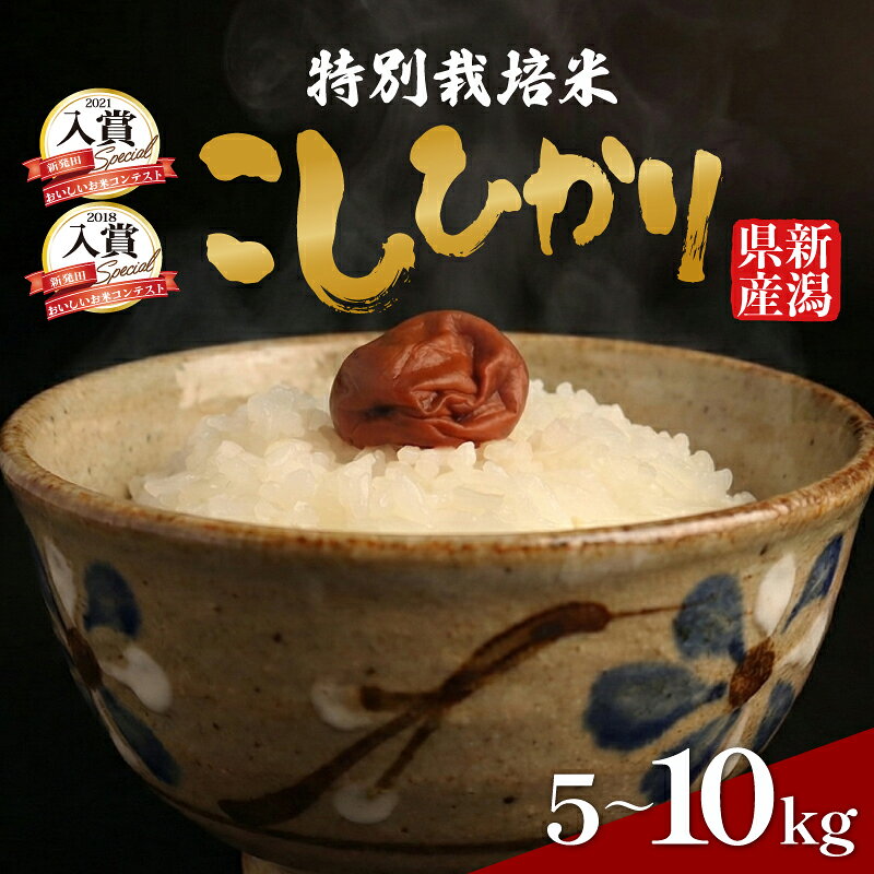 【ふるさと納税】 令和8年産 特別栽培米コシヒカリ 選べる 容量 5kg 10kg 白米 玄米 新米 特栽米 新潟県産コシヒカリ 新潟米 新発田産 新潟 米 させ農園 新潟県 新発田市 sase001_01P