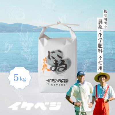 ふるさと納税 佐渡市 【にこまる】玄米 5kg 令和8年産 新潟県佐渡産