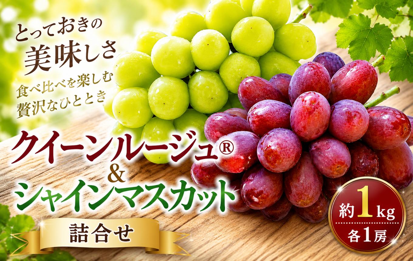 
                  先行受付 クイーンルージュ® & シャインマスカット 詰合せ 約1kg 各1房 【2026年9月上旬～11月上旬発送予定】［新規就農者応援コース 幸作会］｜フルーツ ブドウ 果物 ぶどう 葡萄 長野 信州 クール便 冷蔵便 数量限定 詰め合わせ セット 食べ比べ ぶどう詰め合わせ 小布施町［K-37］
                