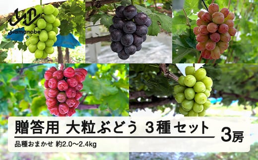 ≪先行予約≫贈答用 2025年山形県産 品種おまかせ 大粒ぶどう3種セット 2.0～2.4kg（3房） 2025年9月中旬から順次発送 ぶどう ブドウ 葡萄 マスカット 大粒 種なし皮ごと食べられる 高級 くだもの 果物 フルーツ 秋果実 産地直送 農家直送 数量限定 ギフト F21A-440