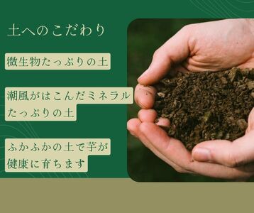 種子島 石蔵 長期熟成 安納いも ( Mサイズ ) 5kg　NFN638 【400pt】// 有機肥料 減農薬栽培 安全安心