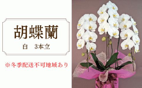 胡蝶蘭　白　3本立