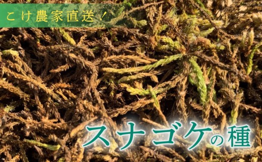【こけ専門 農家直送】 スナゴケ の 種 5L すなごけ 砂苔 苔玉 コケ こけ苔 こけだま 苔だま コケダマ コケ玉 苔リウム 苔テラリウム はいごけ ハイゴケ 種 たね 苔の種 インテリア インテリアグリーン 観葉植物 家庭用 簡単 お手軽 自由研究 綺麗 夏休み かんようしょくぶつ ガーデニング がーでにんぐ 園芸植物 しょくぶつ 農家直送 産地直送 牧之原市 静岡県 コケノミウラ
