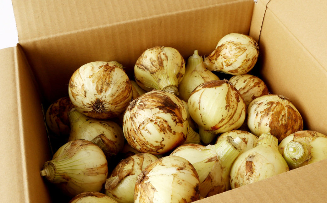 甘くて柔らかい！早採りサラダ玉ねぎ