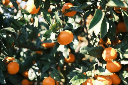 ［先行予約］［訳あり］冬採れみかん（中生みかん）S〜Lサイズ混合 10kg＋500g（傷み補償分）［2025年11月下旬より発送］