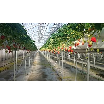 静岡県掛川市産　ミズノ農園の完熟いちご　『紅ほっぺ』約280g×4パック【配送不可地域：離島・北海道・沖縄県・東北・中国・四国・九州】