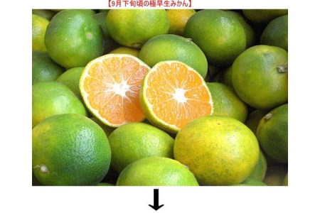【0258-5】極早生みかん 10kg 和歌山産