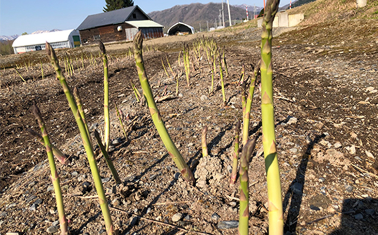 先行受付 グリーンアスパラ Lサイズ 1kg 【令和8年5月中旬～6月中旬発送】｜ オンライン 申請 ふるさと納税 北海道 新十津川 北海道産 アスパラ あすぱら アスパラガス グリーンアスパラガス 