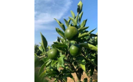 神奈川SDG's　青ミカンROCKビタースカッシュ　６本セット