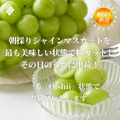 【2027年発送 先行受付】 シャインマスカット 粒 約2.8kg 訳あり ぶどう 粒カット【配送不可地域：離島・沖縄県】