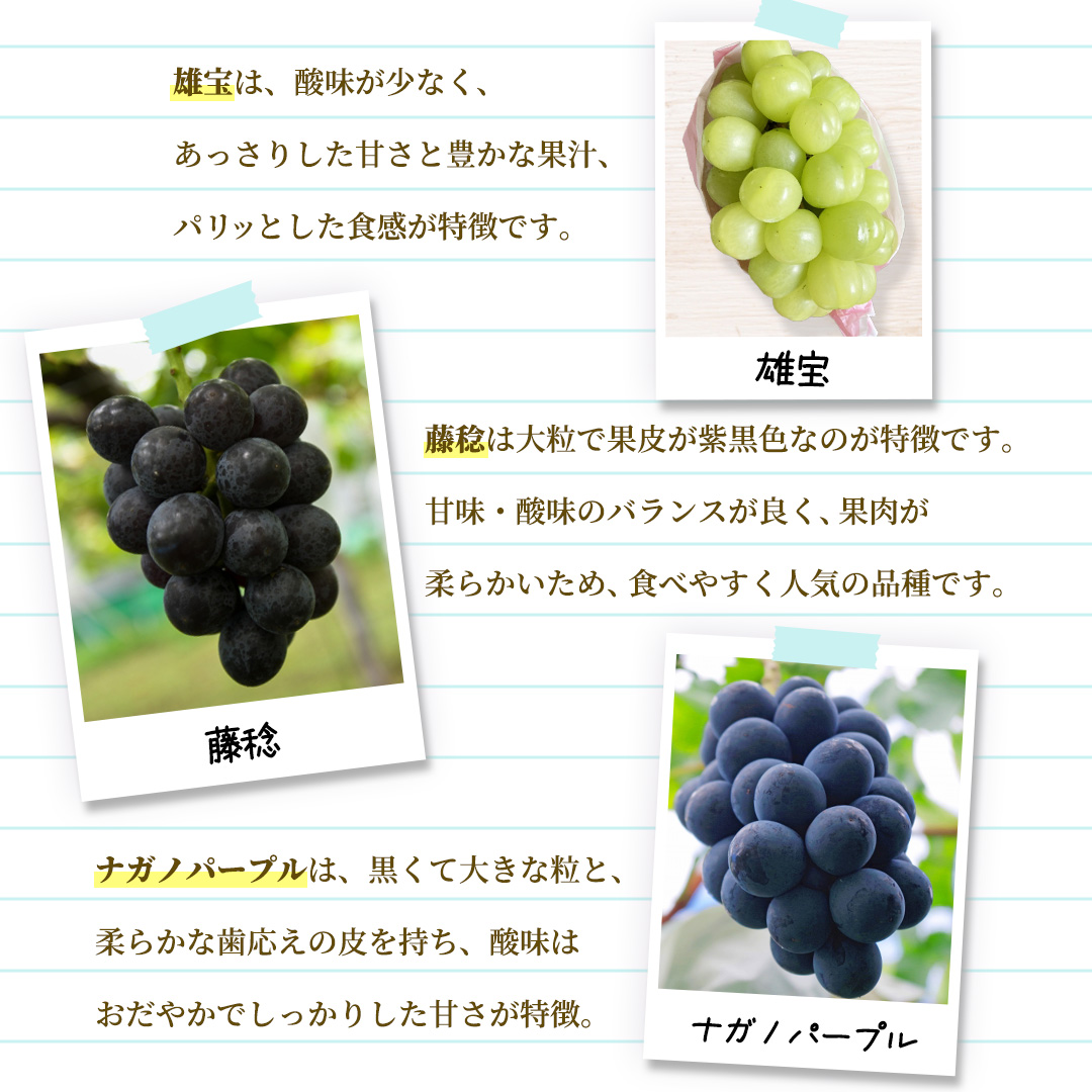 ＼訳あり ご家庭用／大粒ぶどう（種なし）詰合せ 合計 3～5房入 ブドウ 葡萄 フルーツ 果物 旬 わけあり 先行予約 食べ比べ (DM004)