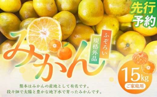【規格外品】 熊本市産 みかん ご家庭用 15kg 不揃い  蜜柑 ミカン フルーツ 果物 くだもの 柑橘 熊本産 九州産【2026年10月下旬～2027年2月下旬迄発送予定】