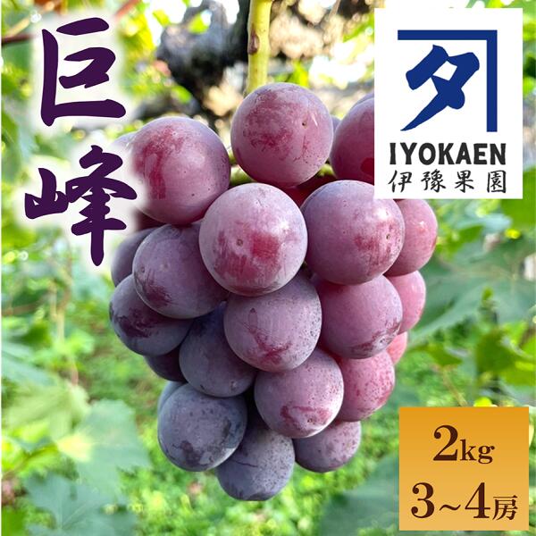 【ふるさと納税】種なし巨峰 約2kg 【2026年先行予約・2026年8月から順次発送予定】 ぶどう 葡萄 果物 愛媛 人気 伊豫果園 伊予市｜B389
