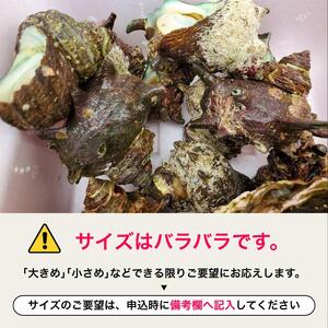 活 さざえ 6kg