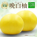 【ふるさと納税】【先行予約】 晩白柚 2玉 Lサイズ 1玉約1.5kg ばんぺいゆ 柑橘 フルーツ くだもの 旬 熊本県産 九州 送料無料 【2024年12月上旬より順次発送】