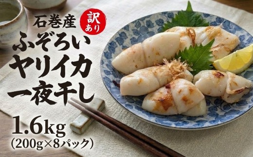 【 訳あり 】 石巻産 ふぞろい ヤリイカ 一夜干し 1.6kg （200g ×8パック） やりいか イカ いか 烏賊 小分け 魚介類 海鮮 おかず おつまみ わけあり 訳アリ 宮城県 宮城