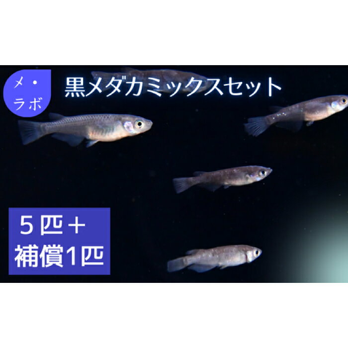 【ふるさと納税】黒メダカミックスセット メダカ 黒メダカ ブラックメダカ 鳥取県 日吉津村 ME02