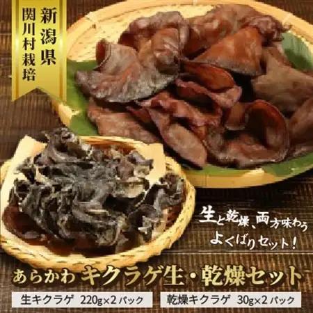 あらかわキクラゲ生・乾燥セット(生キクラゲ220g×2パック・乾燥キクラゲ30g×2パック)【配送不可地域：離島】【1442531】